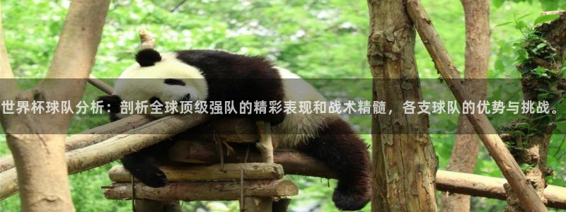 2026世界杯赛程时间表最新：世界杯球队分析：剖析全球顶级强队的精彩表现和战术精髓，各支球队的优势与挑战。